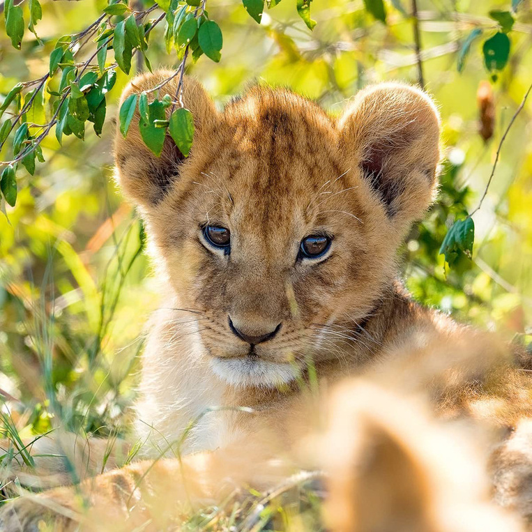 Ravensburger Παζλ 3x49 τεμ. Ζώα - Πάντα, Tίγρης, Λιοντάρι - 05-05666