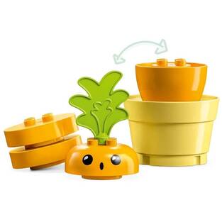 Growing Carrot 