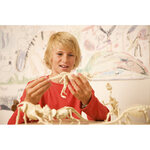 Δεινόσαυρος Ανασκαφή Βραχιόσαυρου - 4M0008