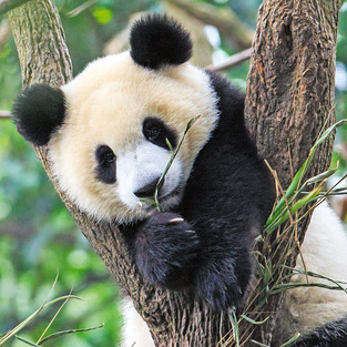 Ravensburger Παζλ 3x49 τεμ. Ζώα - Πάντα, Tίγρης, Λιοντάρι - 05-05666