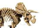 LEGO Jurassic World Dinosaur Fossils: Triceratops - 77985