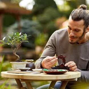 LEGO Creator Bonsai Tree - 10281