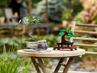LEGO Creator Bonsai Tree - 10281