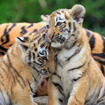 Ravensburger Παζλ 3x49 τεμ. Ζώα - Πάντα, Tίγρης, Λιοντάρι - 05-05666