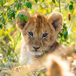 Ravensburger Παζλ 3x49 τεμ. Ζώα - Πάντα, Tίγρης, Λιοντάρι - 05-05666